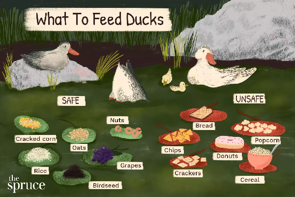 what to feed ducks  V dfffccfdec