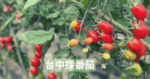 Read more about the article 台中採果推薦 利河伯農場 有機農場 溫室番茄 採番茄 採番茄季節 台中採果 中部親子景點
