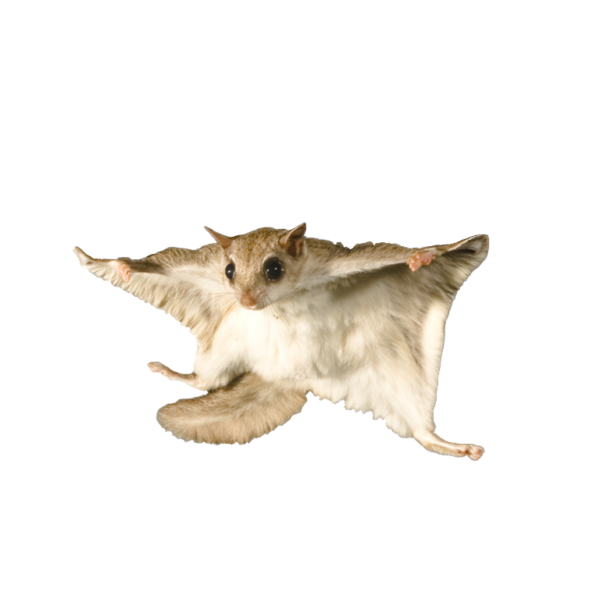 flying squirrel x