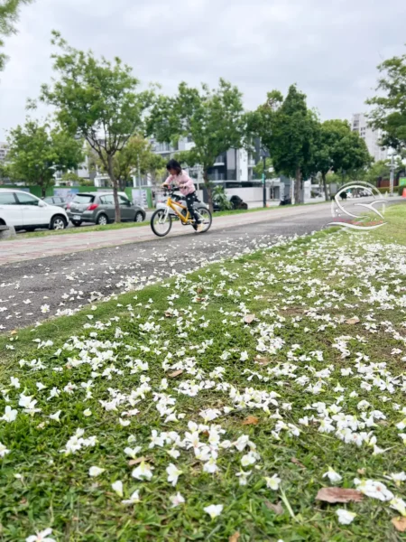 台中親子景點推薦，可以待一整天的公園：南興公園必玩共融遊戲場＆戶外野餐、慶生好選擇 Ⅰ 米奇樹、落雨松打卡景點IMG  x
